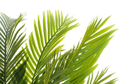 Viherkasvi huonepalmu ruukussa 140cm - Tekokukat - 159175 - 2